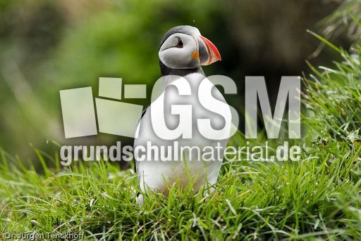 Papageitaucher (2 von 20).jpg